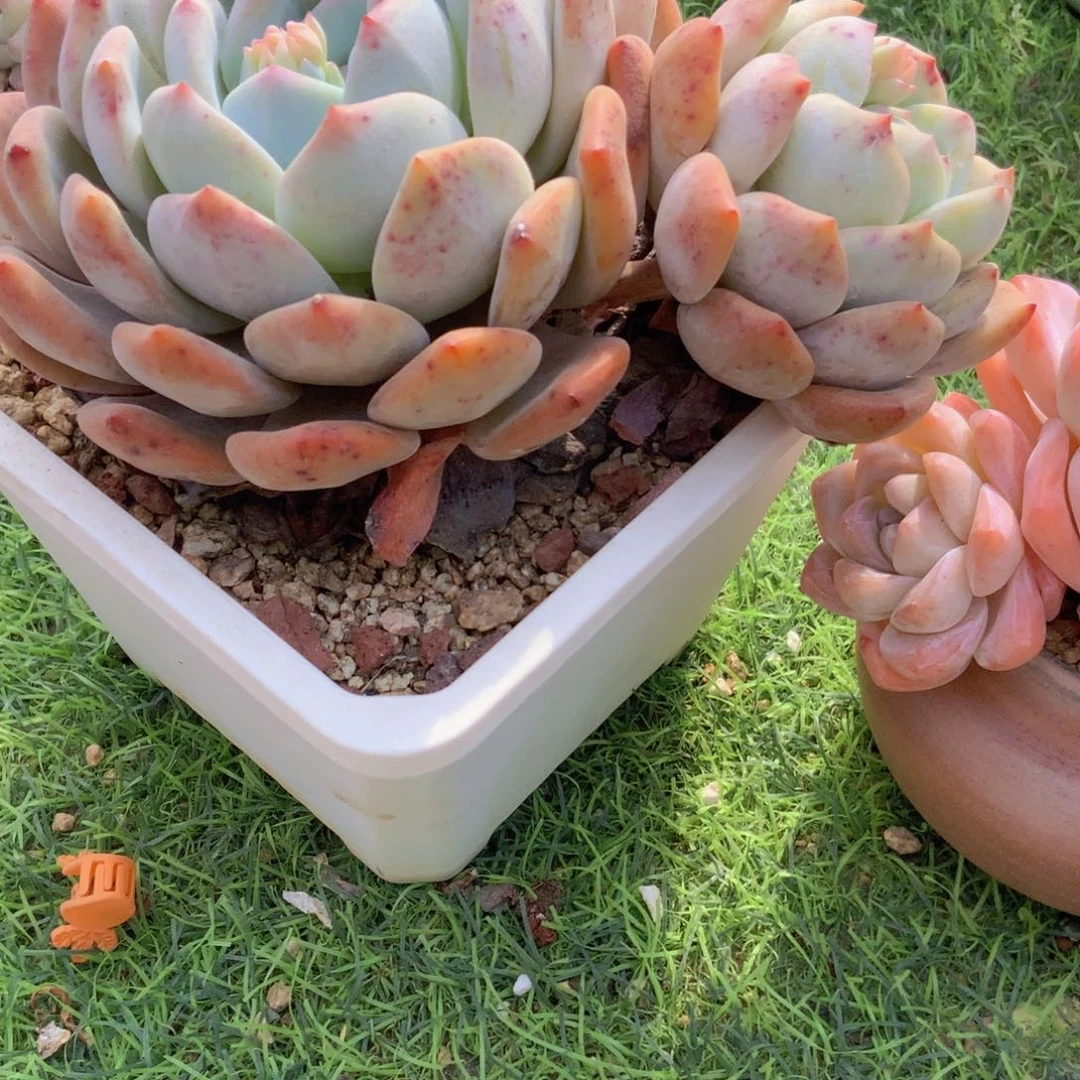 养****猪韩版冰橙双头一颗