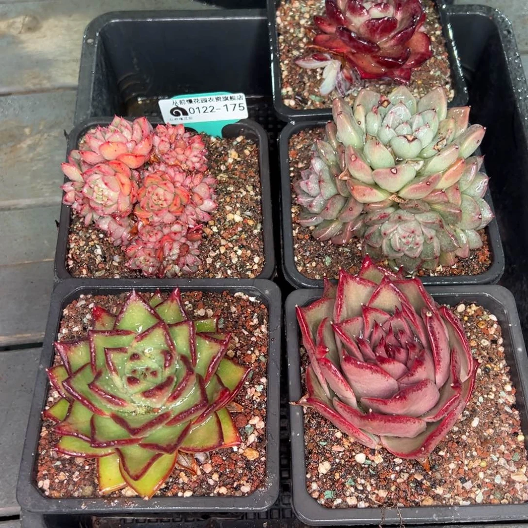 从前慢多肉精选编号0122.175