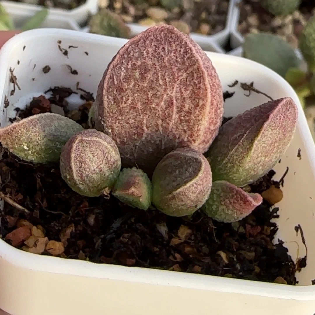 园艺水泡多肉植物