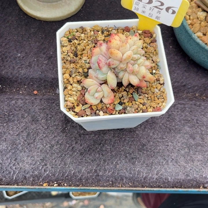 一*水多肉植物111111