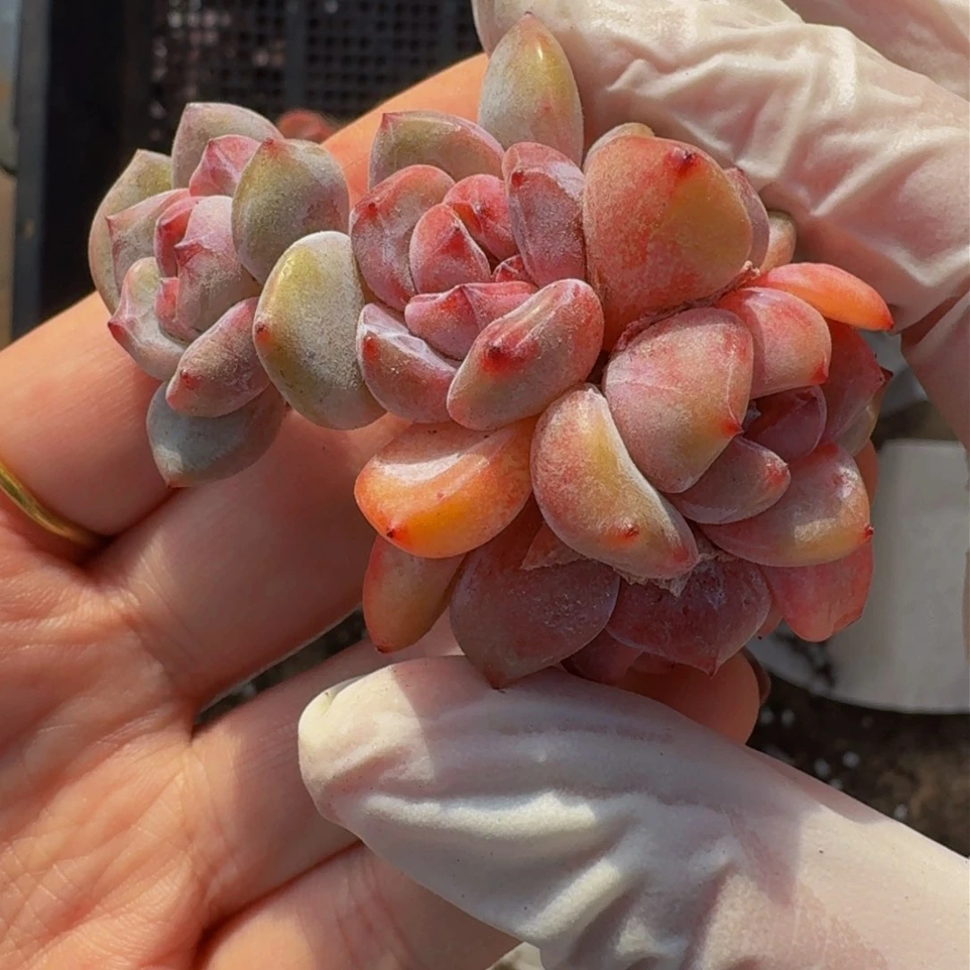 卡*还哈哈哈哈哈哈哈哈哈哈哈哈