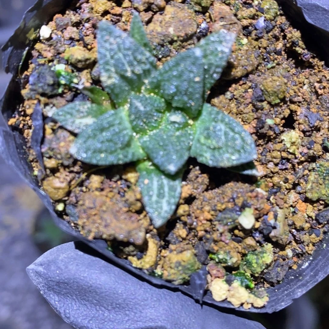 ****钱实生辛顿福利福利