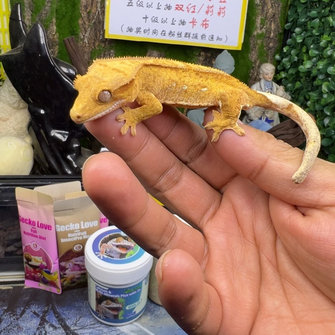 睫角守宫黄底双色波点