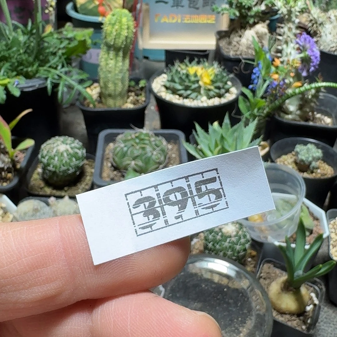 _***杞395华烛之典另选一个