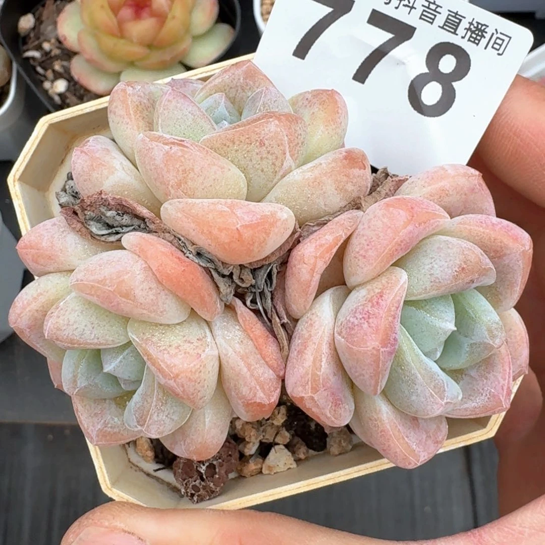 冰玉       精品多肉