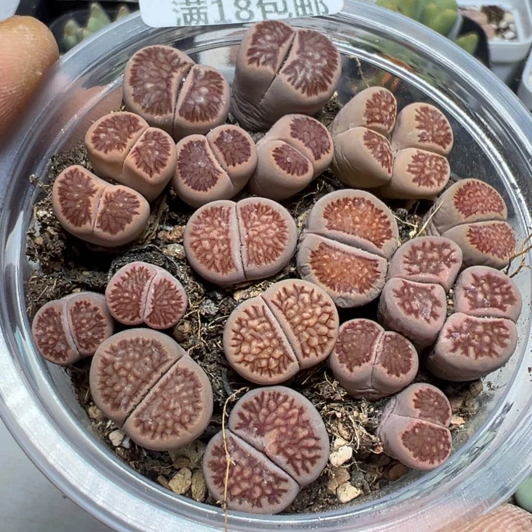 【闪购商品】 439。