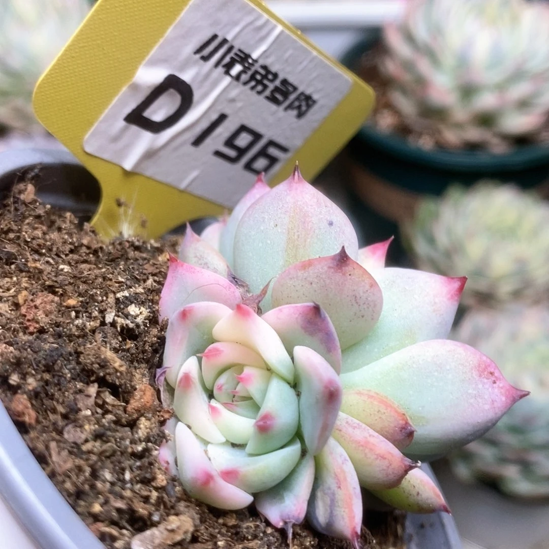 196锦锦锦锦锦锦锦锦