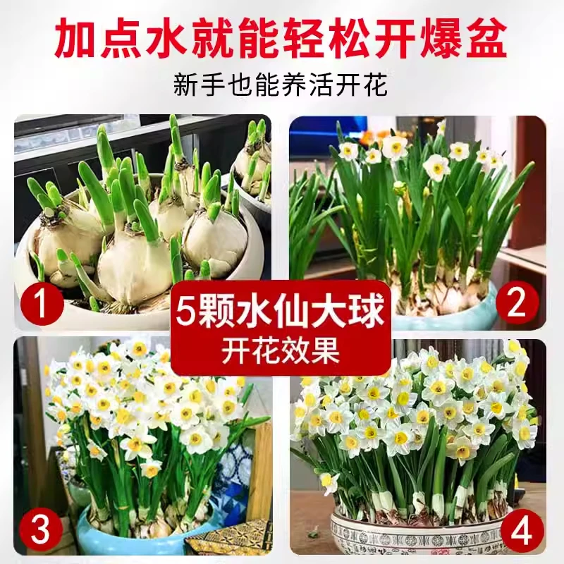 水培水仙花种球盆栽水养代花苞室内好养易活四季开花冬季耐寒花卉