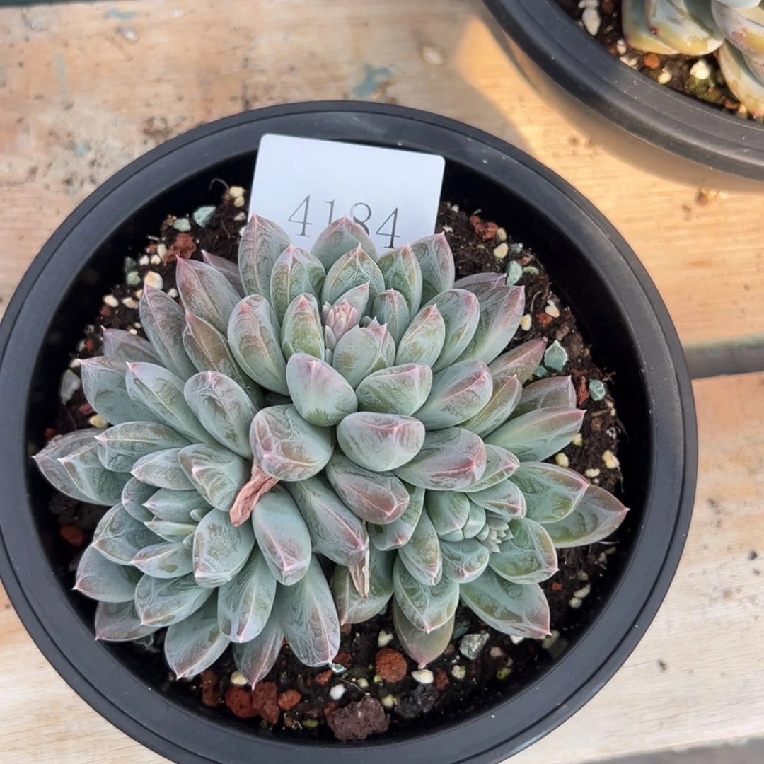 冬****万4184多肉多的饿多d' d