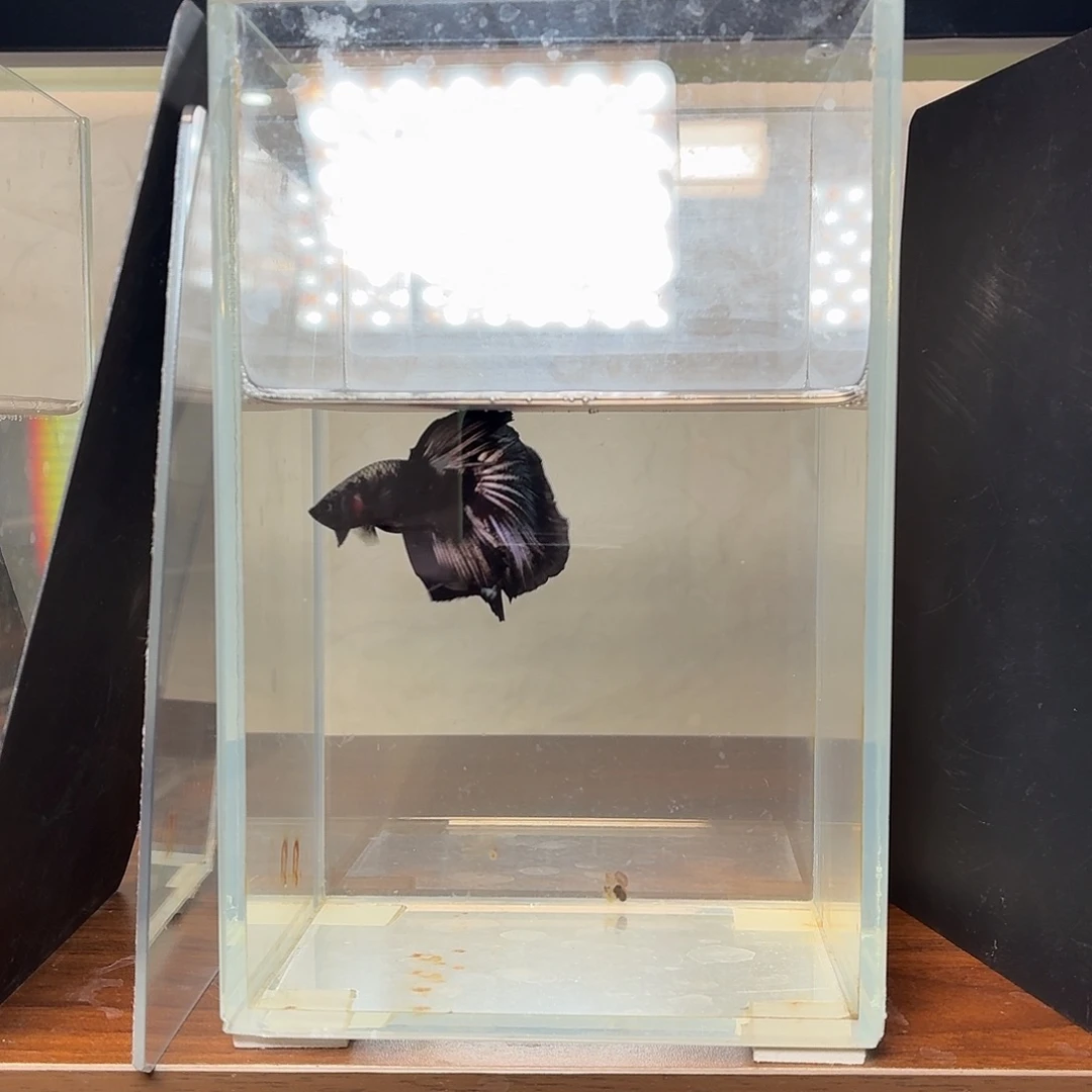 斗鱼黑金半月公鱼