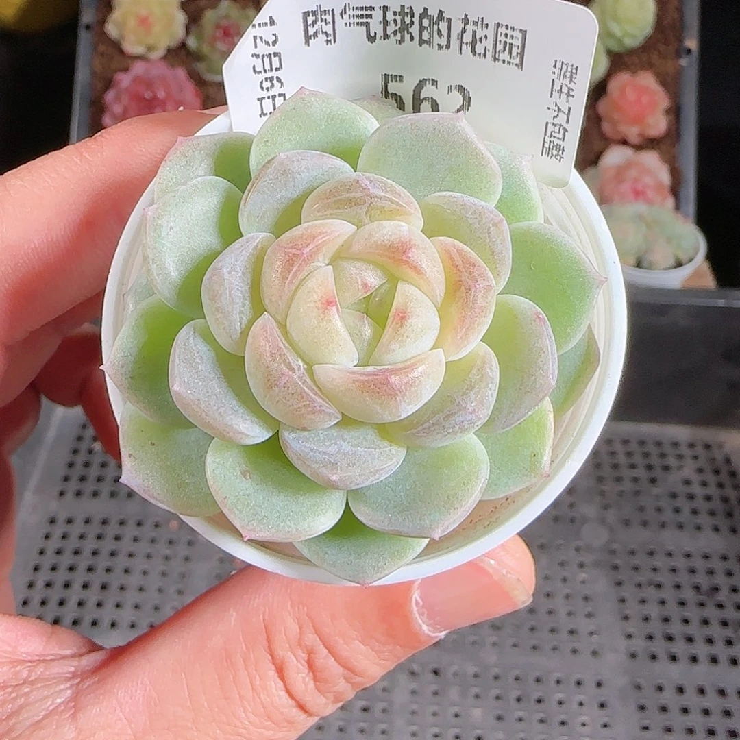 1206-562冰心28群生不包整