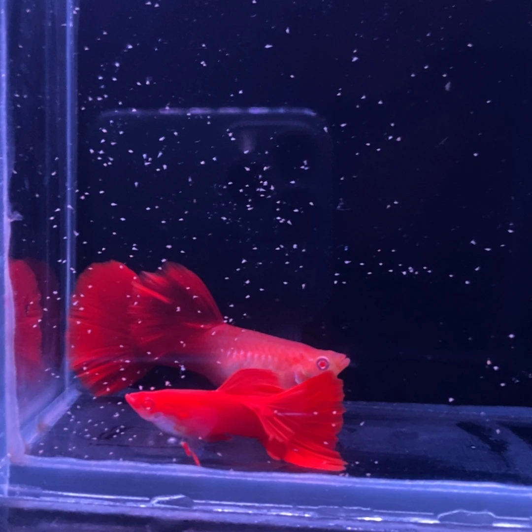 孔雀鱼极品血红一对