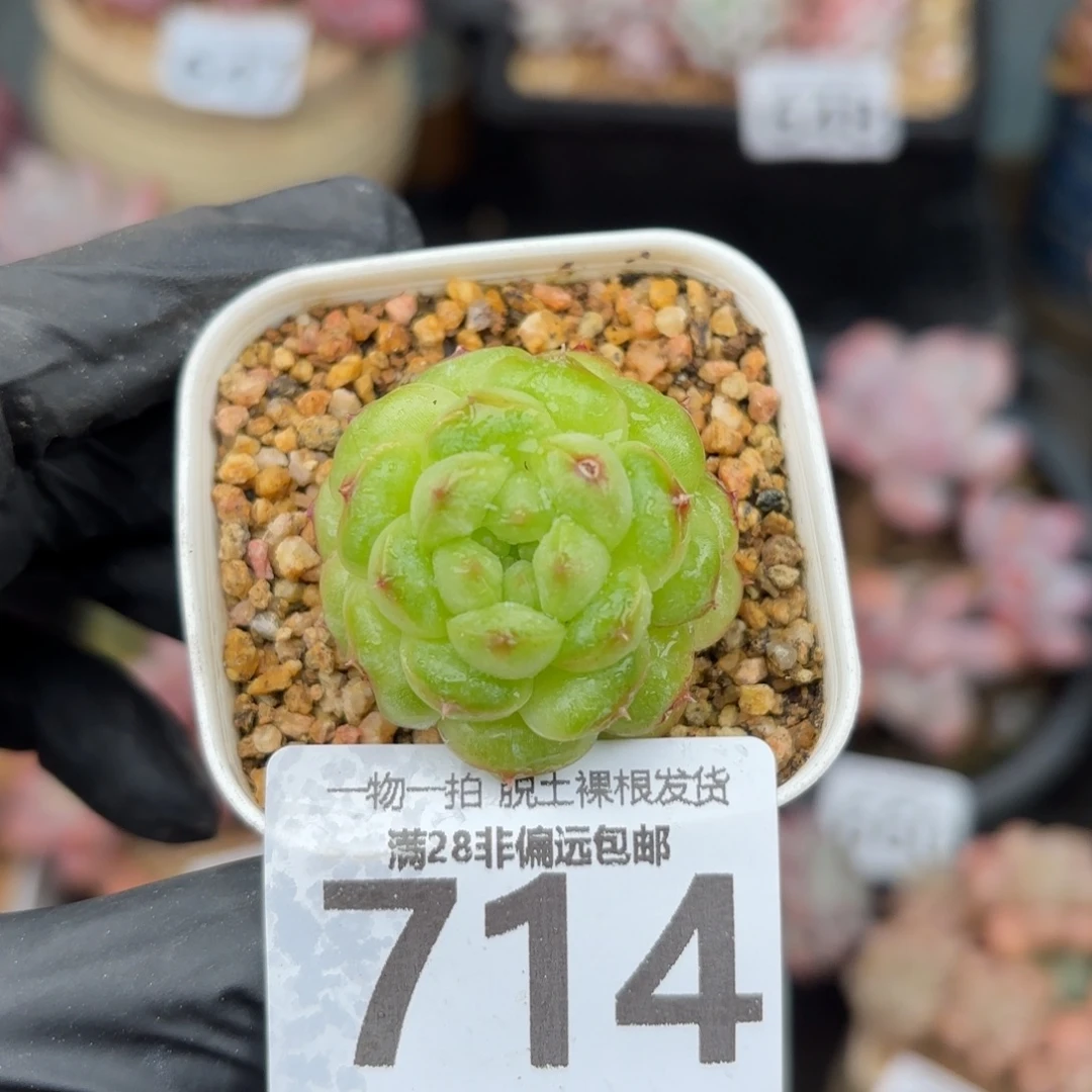 阳光玫瑰无盆土发货