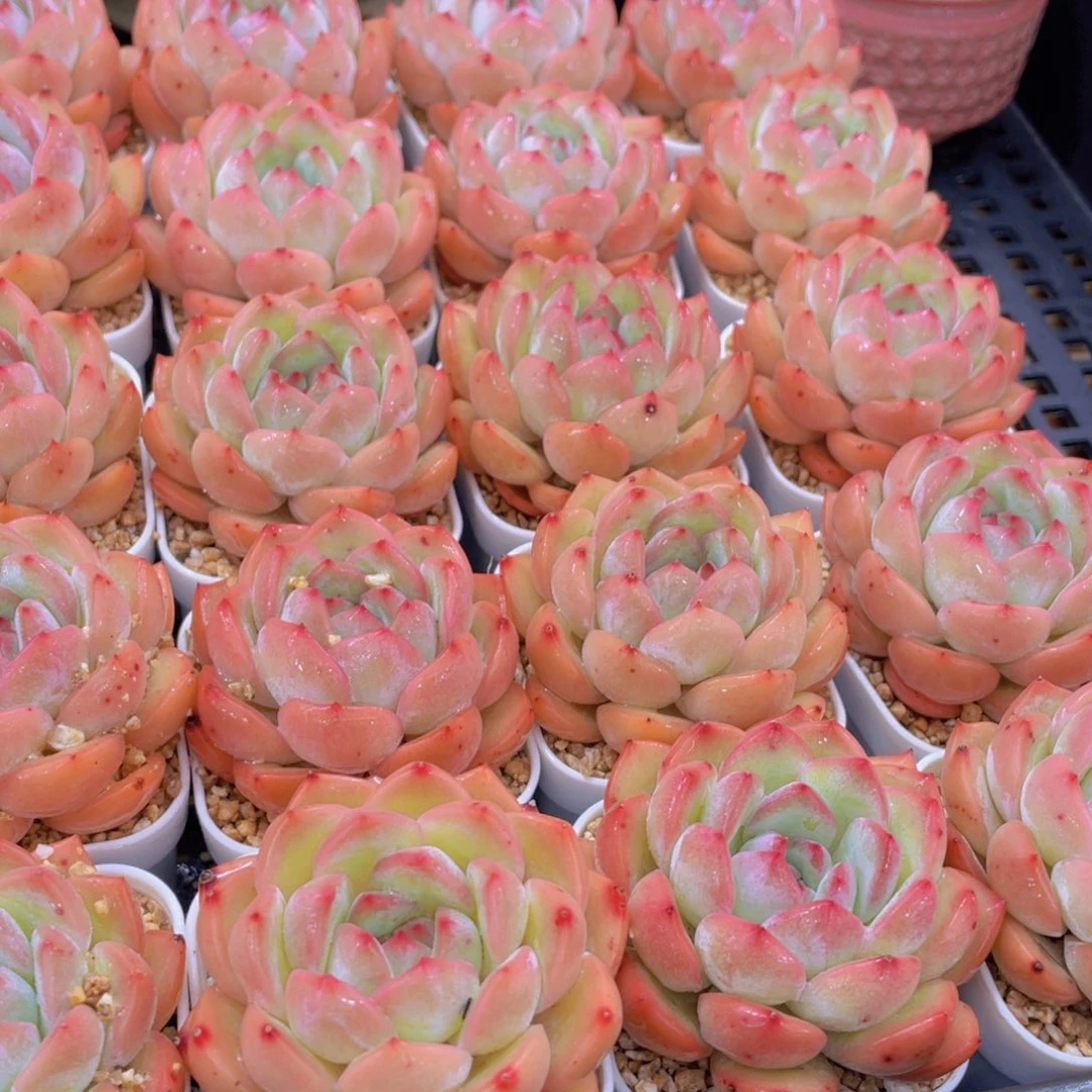 量拍8号 草莓杏仁单头一个