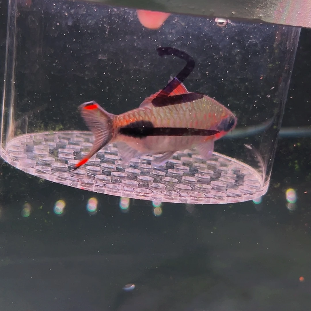 工具鱼红唇红线鱼鱼2