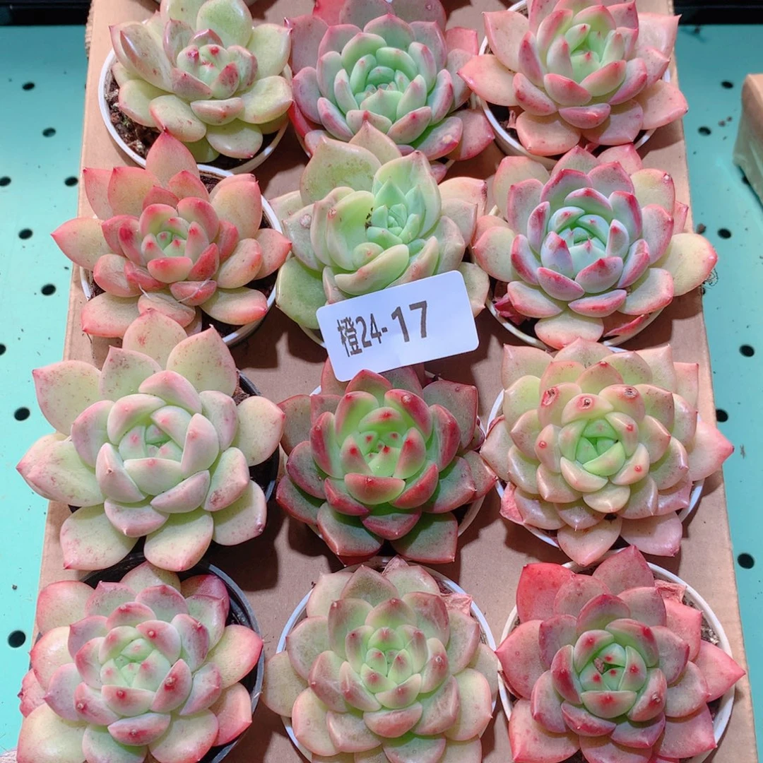24-17一物一拍多肉带盆18颗