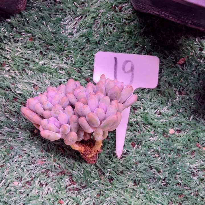 三**季我是第一百个为妖刀应援的阴阳师呢