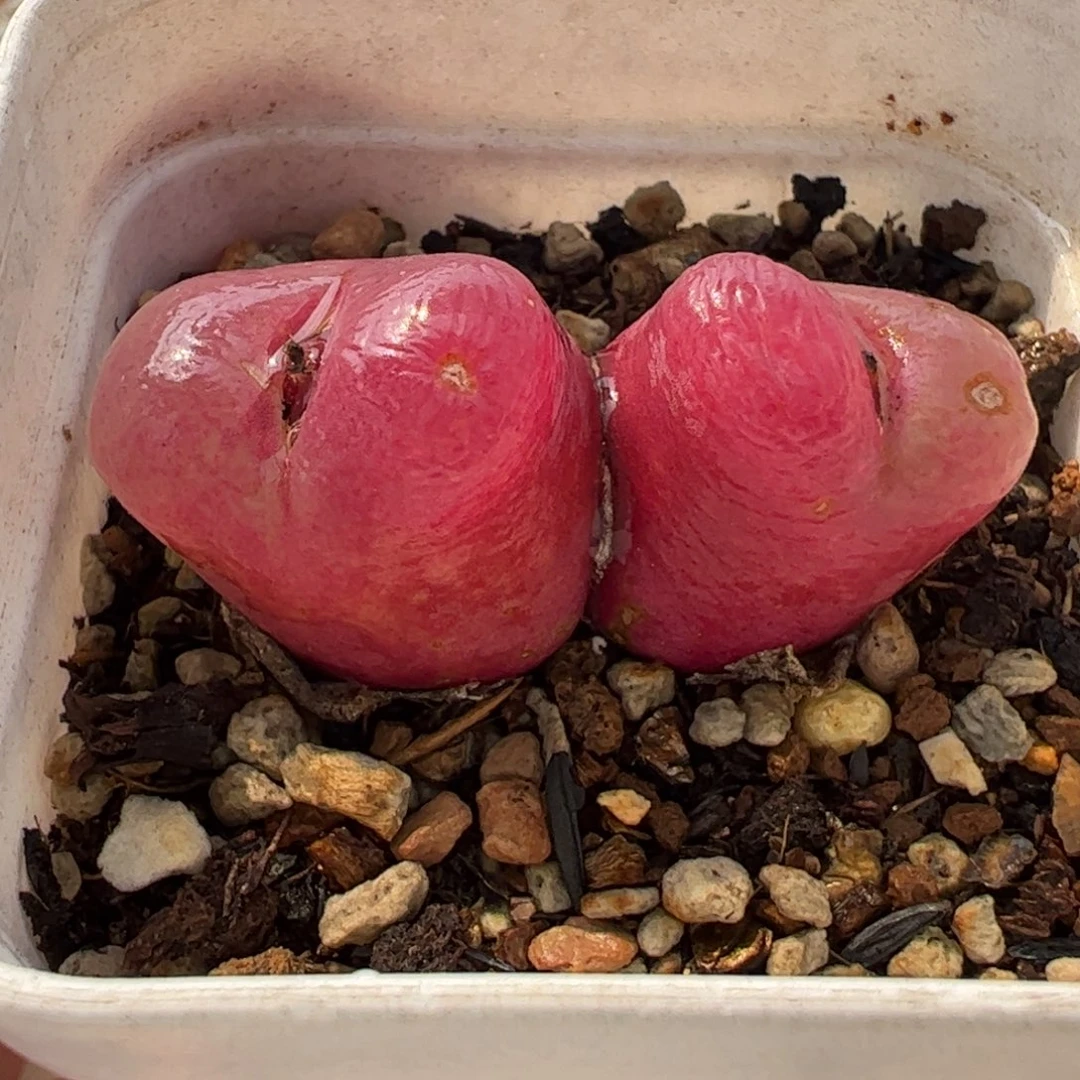 065多肉植物百科