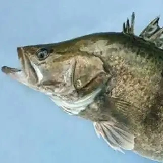 【鲜活桂鱼】默认打氧气配送 小时到家  约700g/条 【加工熟食】