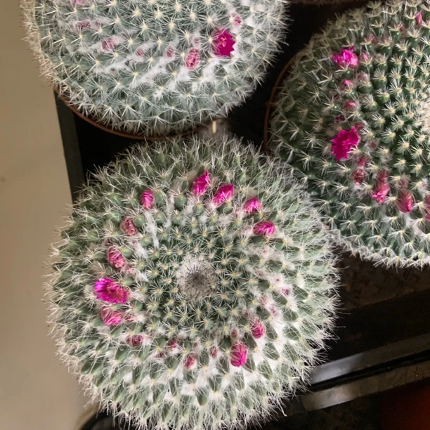 单头玉翁仙人球 脱土裸根发货