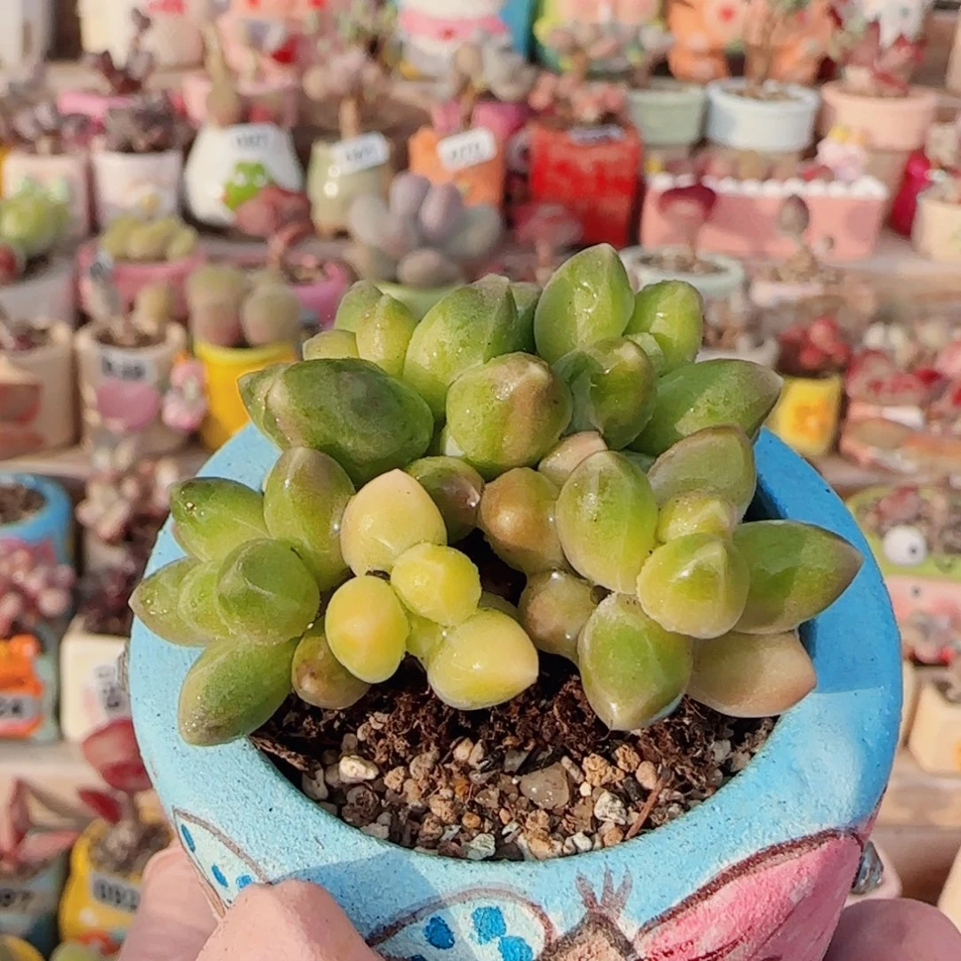 T天空美人锦盆口4cm