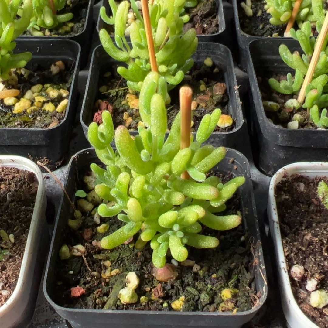 糖球黄虎斑锦55杯精品