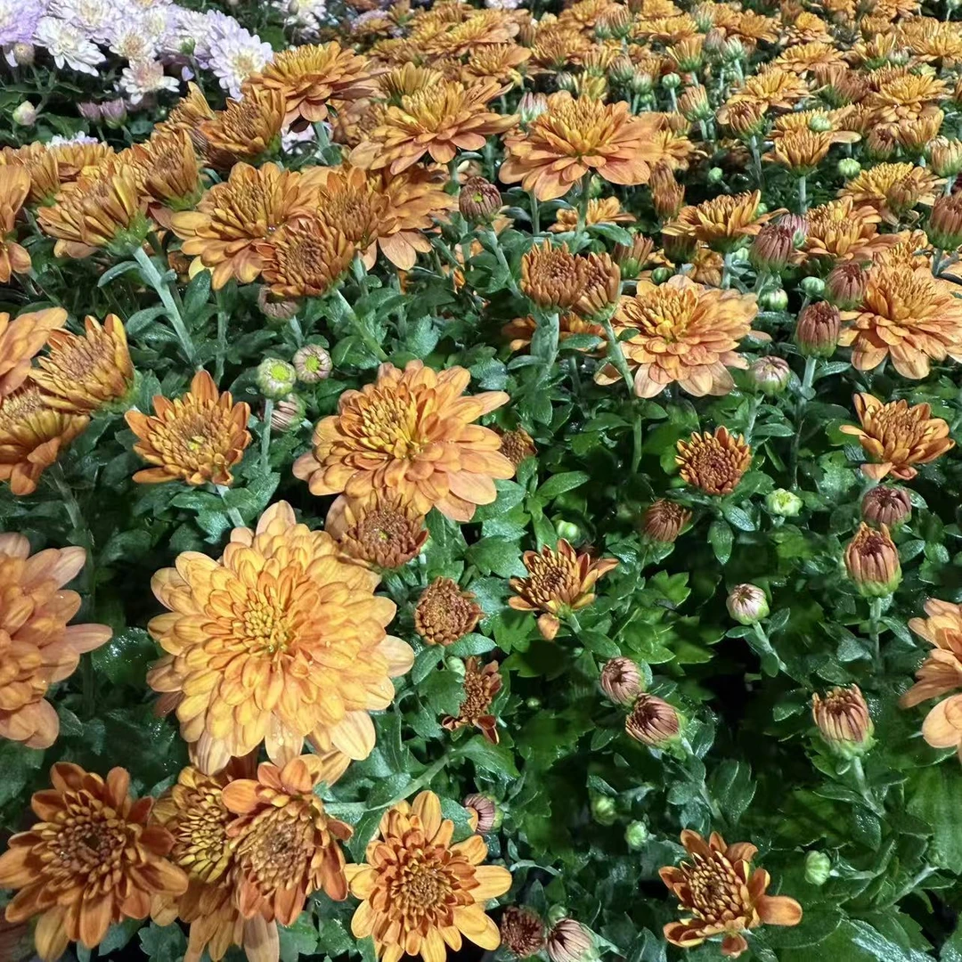 【亮橙色】球菊大花阳台庭院盆栽地栽种植好养易活爆花神器
