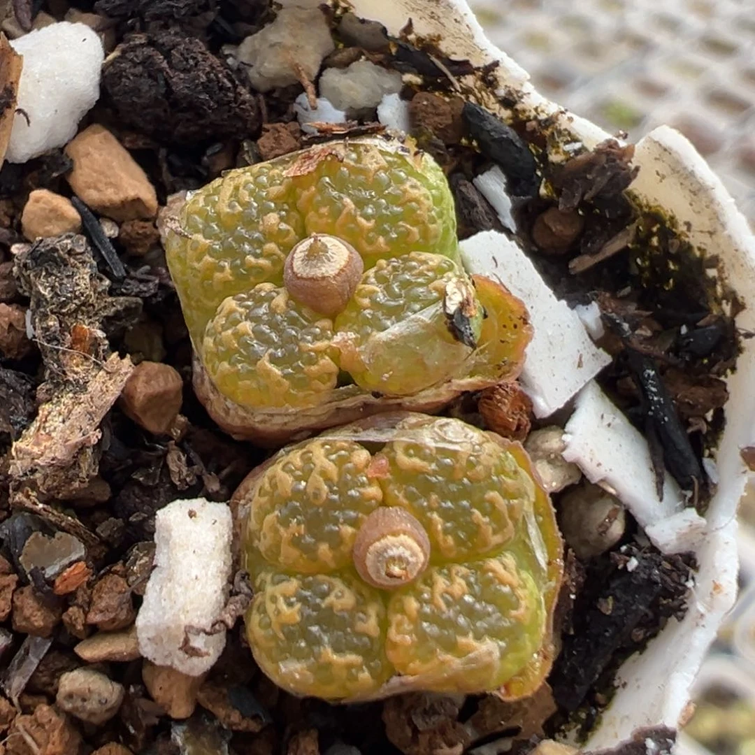 23多肉植物百科知识