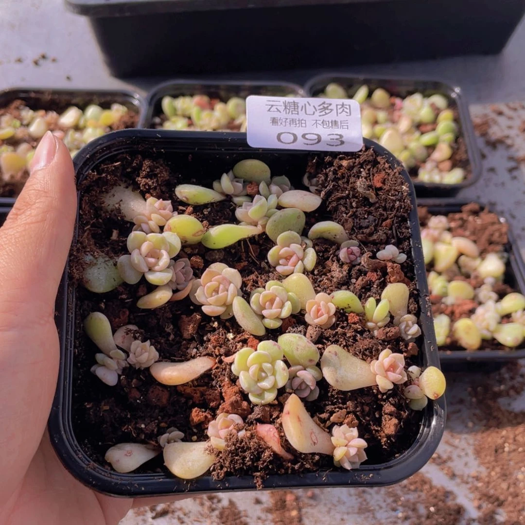 云糖心多肉植物93
