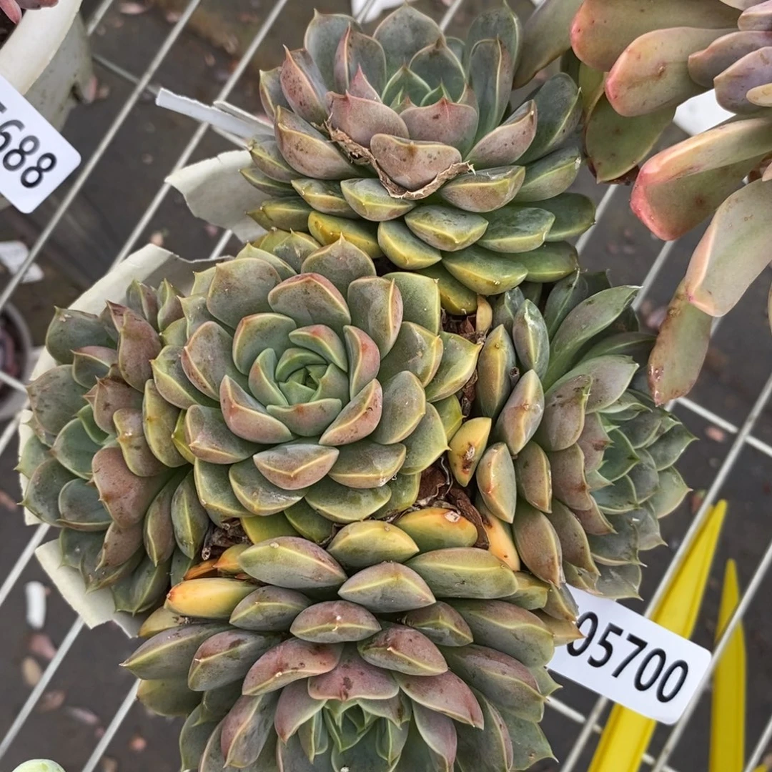 5700玫瑰夫人一物一拍