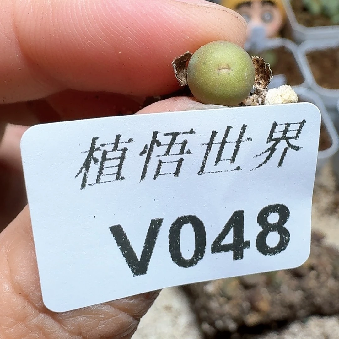 048盒多肉植物哇cv
