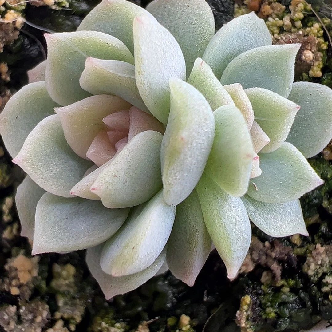 双头粉蕾丝。福利。