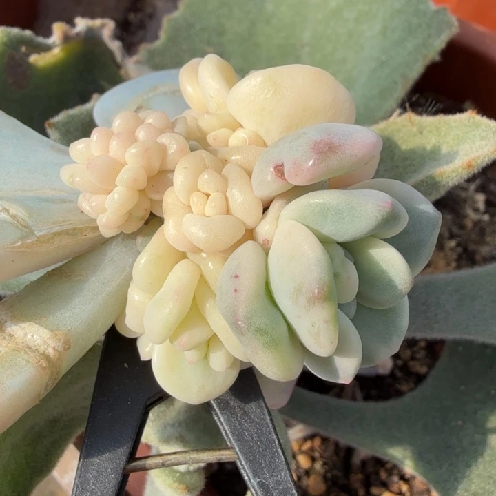 白马锦带嫁接木发货