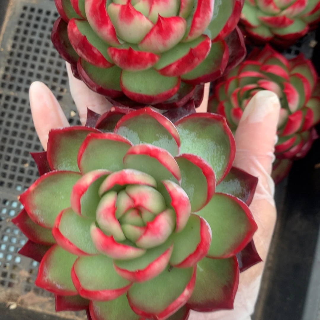 2350号多肉植物惊鸿9厘米