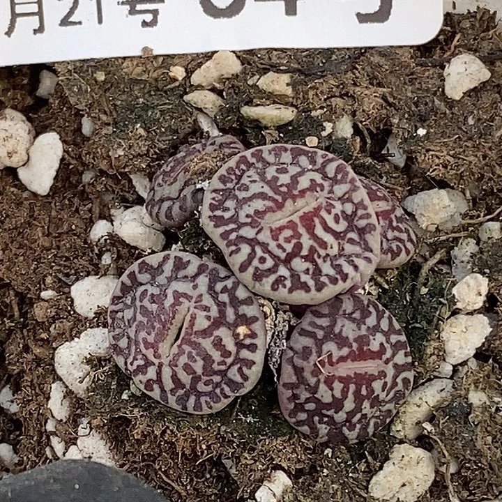 O*O桃喜花园0221154超墨