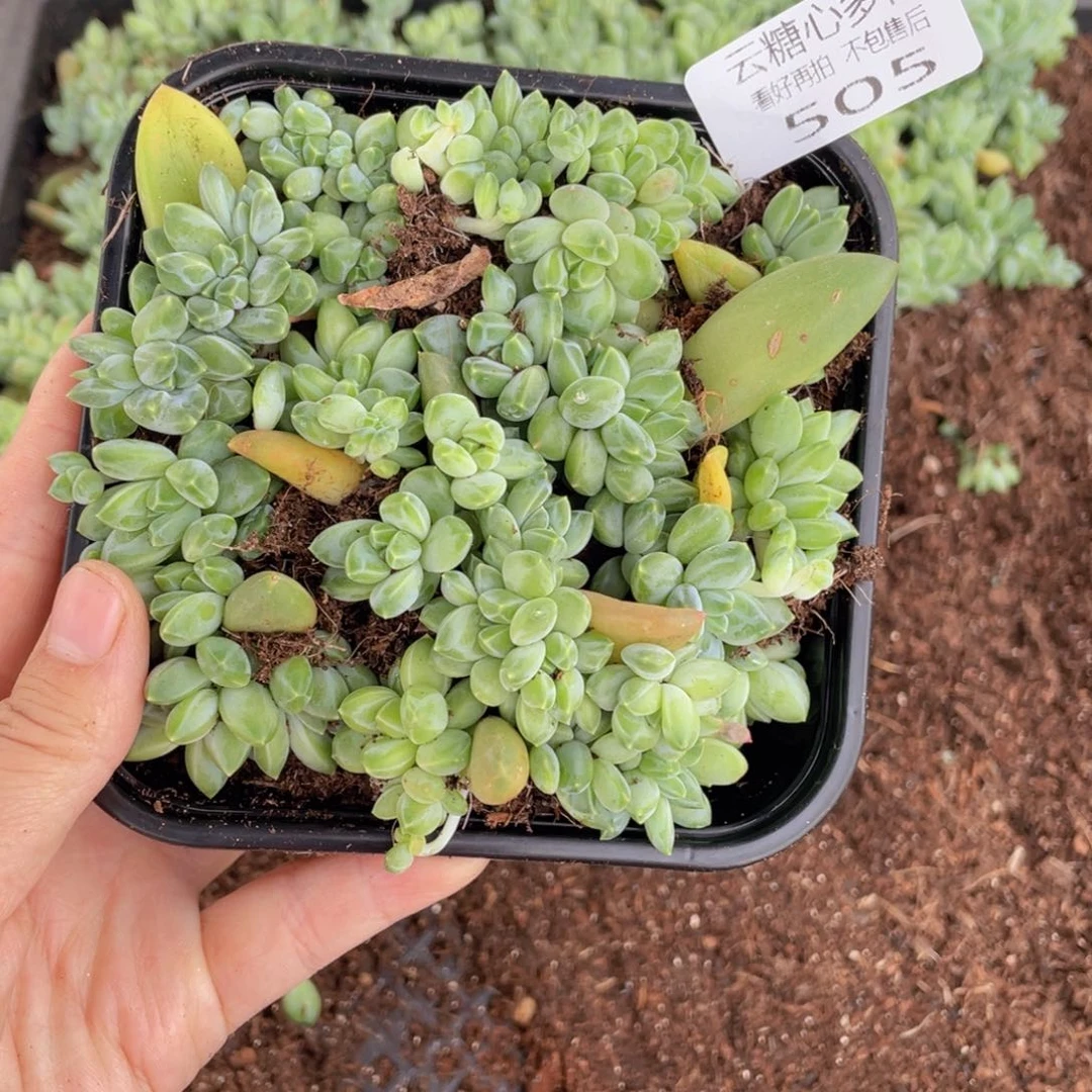 云糖心多肉植物505