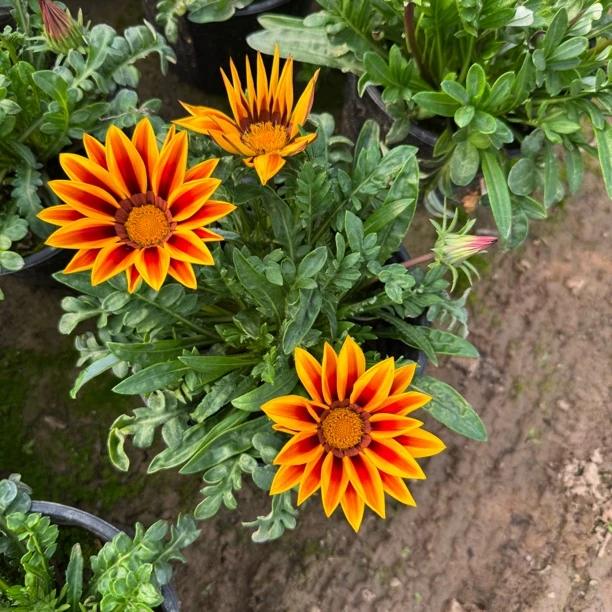勋章菊一盆条纹橙色栽种后可开鲜花花园庭院