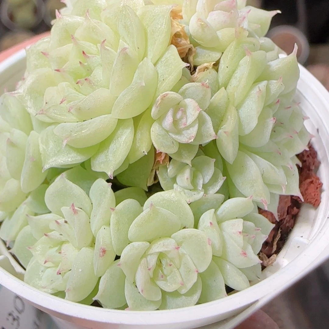 花语逸镜1130-245散