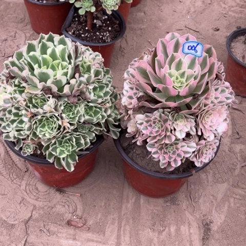 006多肉植物组合，