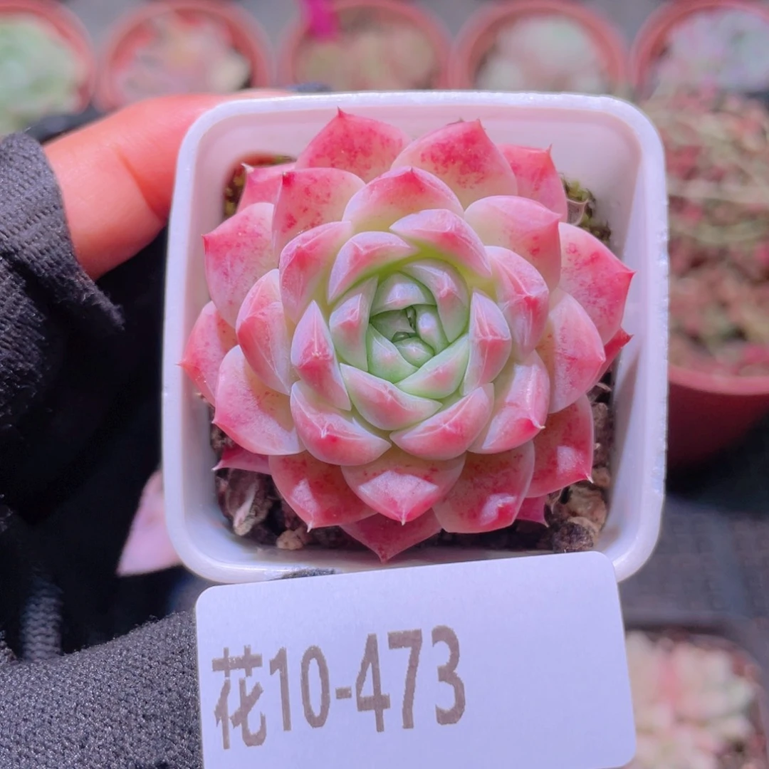 花利美10-473美瞳