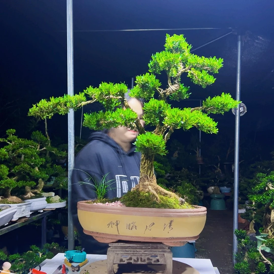 当前无花栽培后可以开花黄杨木