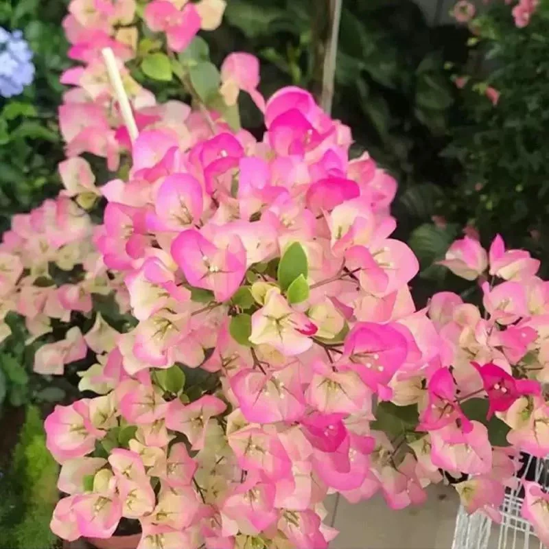 【只发新疆 新疆包邮】绿樱三角梅品种苗绿叶樱花白粉色开花阳台