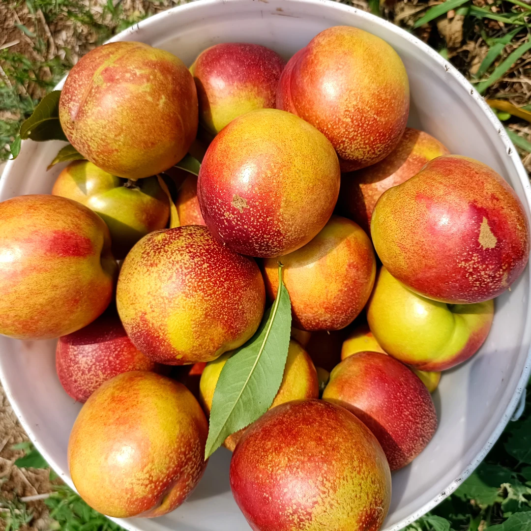 沂蒙山麻脸油桃黄心纯甜口