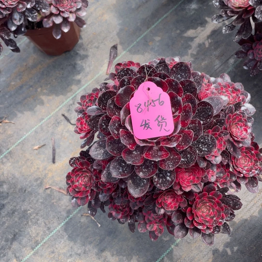 茶杯紫砂?***海8456发货分个哥哥好