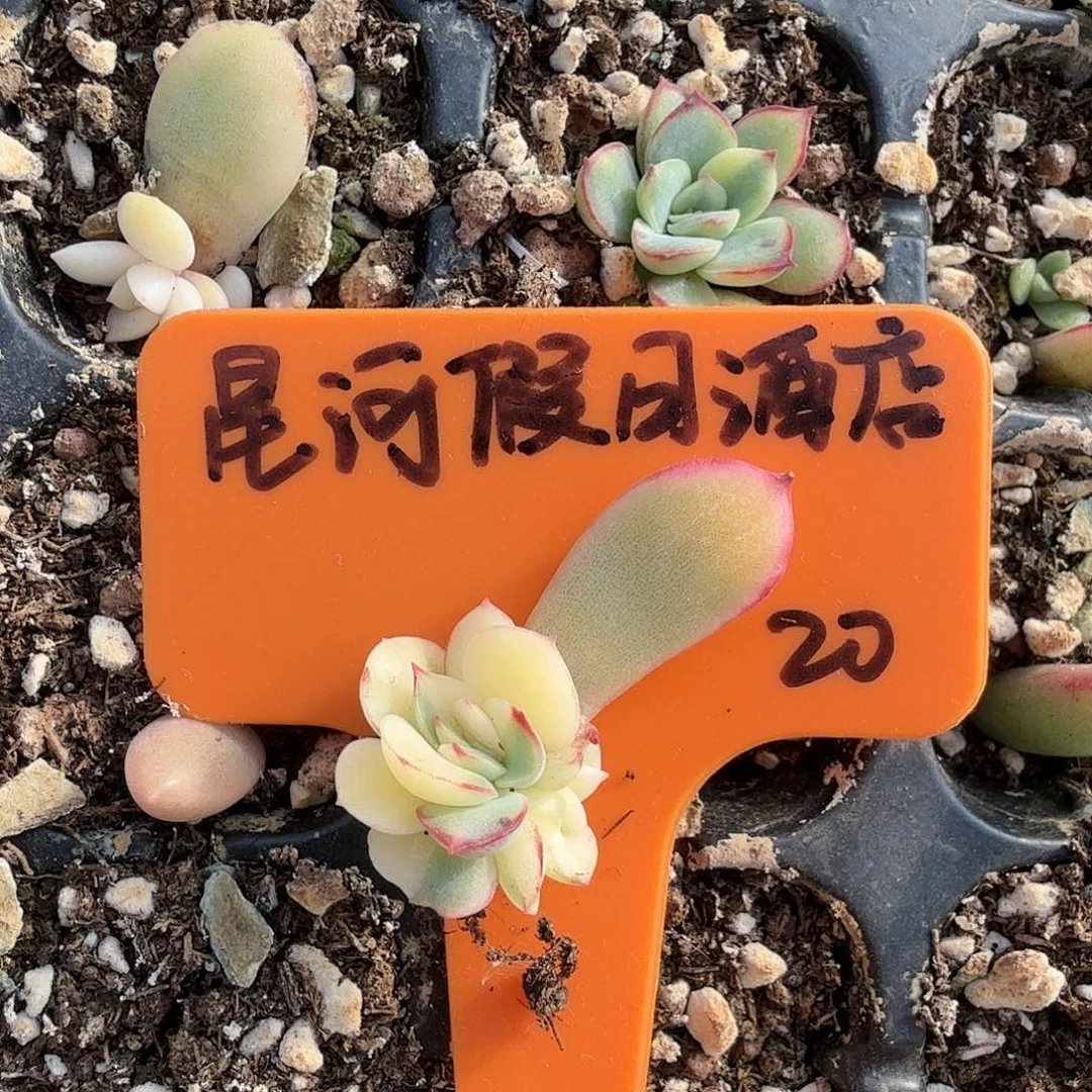 星****店荷花锦，多肉植物