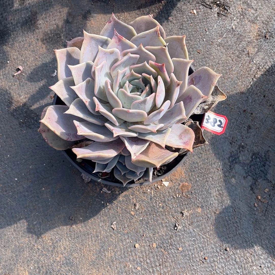 382露西娜 一物一拍多肉