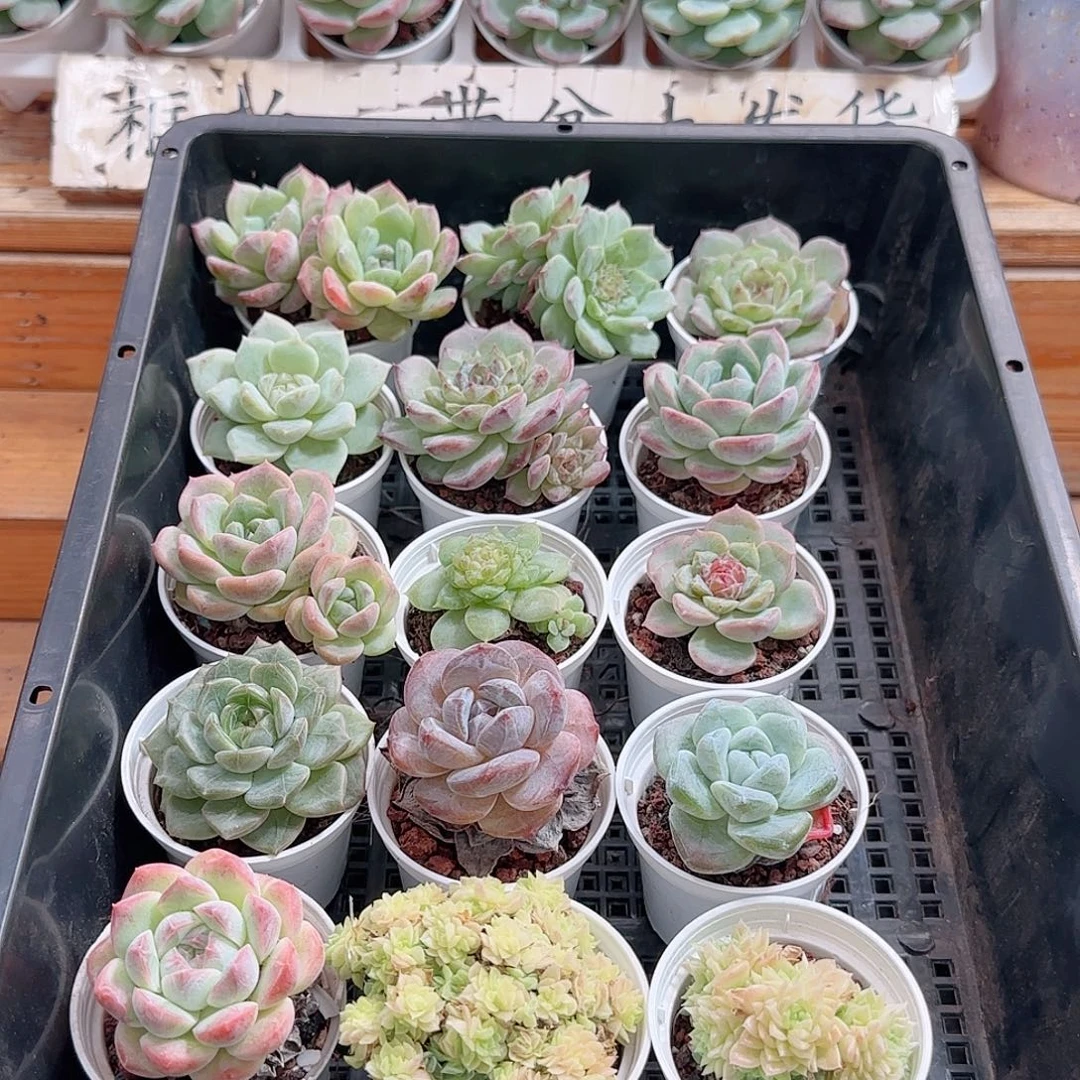 多肉框拍1003--55