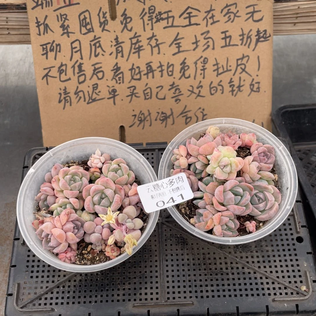云糖心多肉植物41