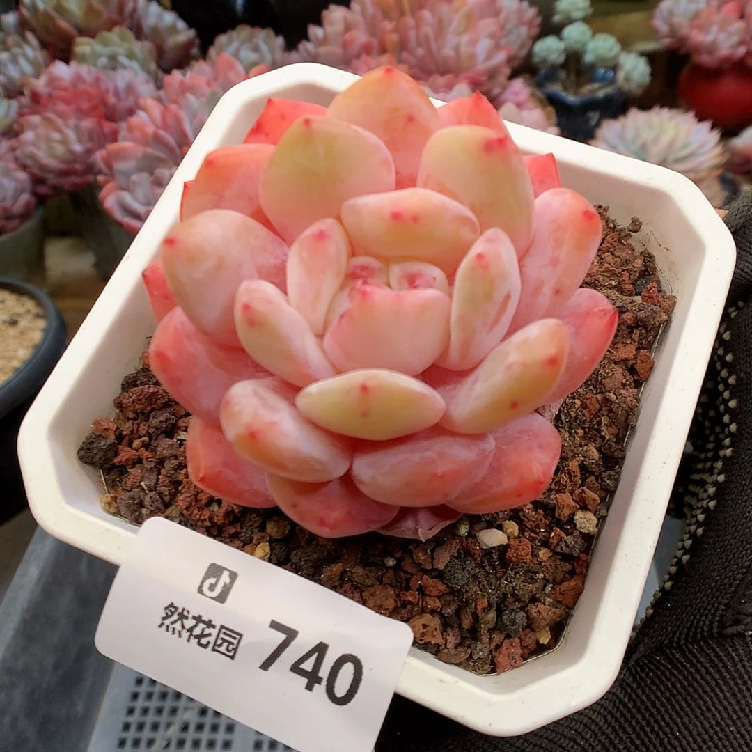 740雪天使多肉植物6666