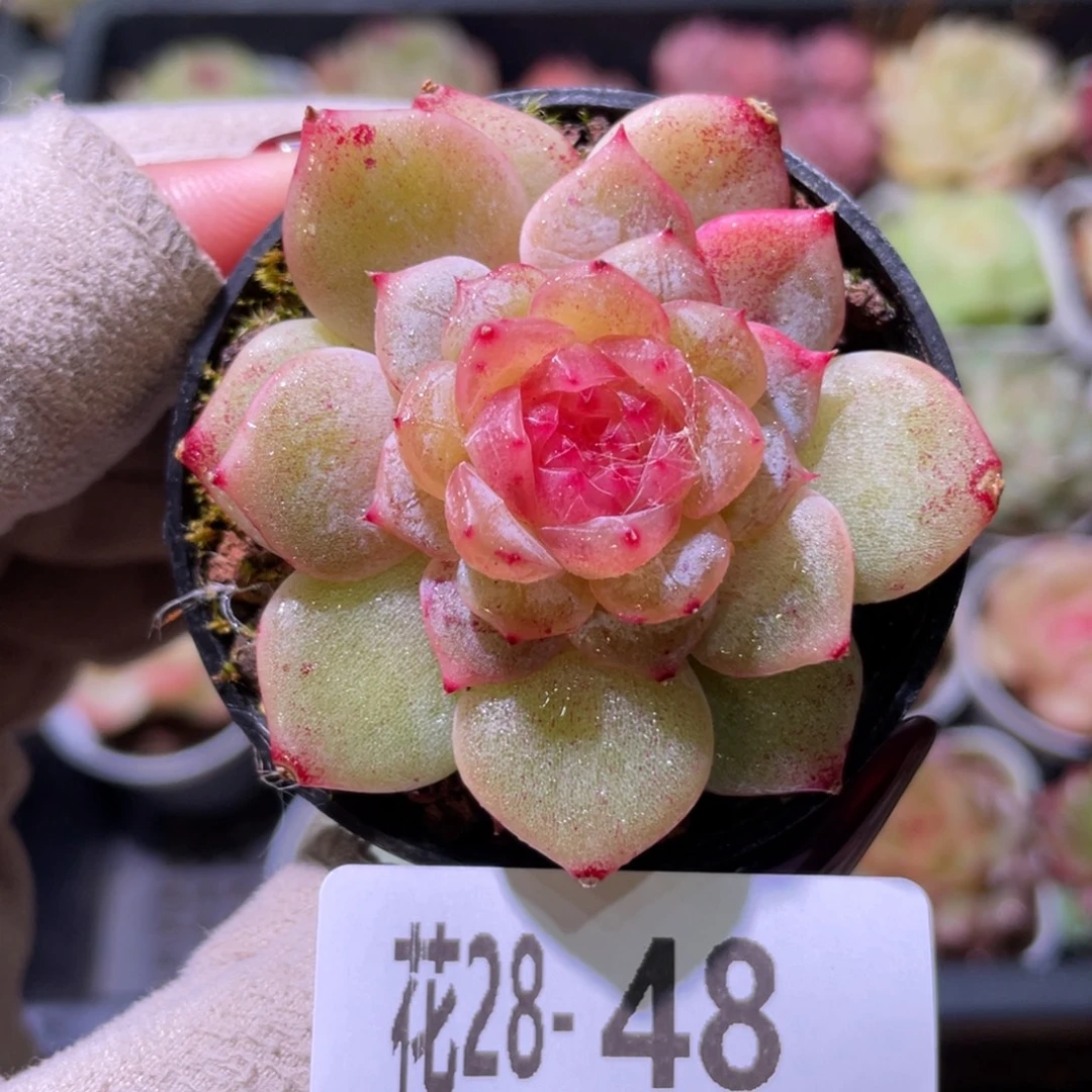 花利美28-48糖心新品